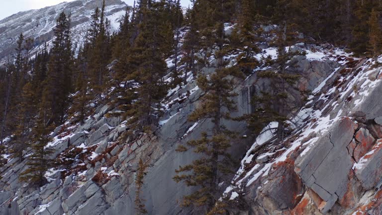 Slow cinematic crane up with aerial drone alongside pine trees growing on the cliff of a granite mountain, covered in snow, at sunrise in Canadian Rockies in Canmore Alberta.