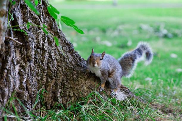 istock Close-up view of an Eastern gray squirrel climbing the tree 1453330653
