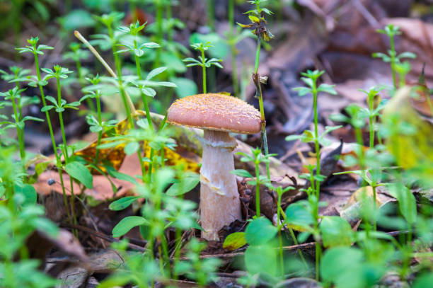 One mushroom honey fungus in meadow in the autumn forest among fallen leaves and green grass One mushroom honey fungus in a meadow in the autumn forest among fallen leaves and green grass marasmius oreades mushrooms stock pictures, royalty-free photos & images