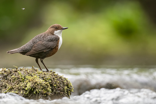 Dipper low angle