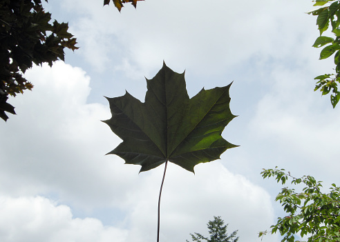 Closeup of a green maple leaf in the sky in Canada.