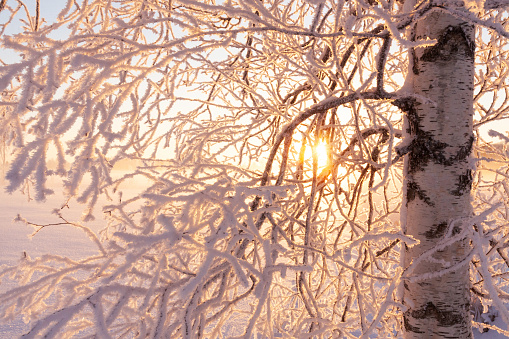 Frosty Silver birch branches during a cold and wintry sunset in January in rural Estonia, Northern Europe