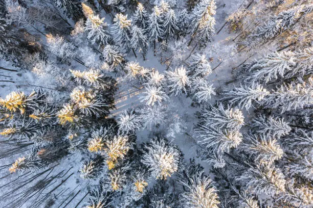 Finnish forest landscape in winter.