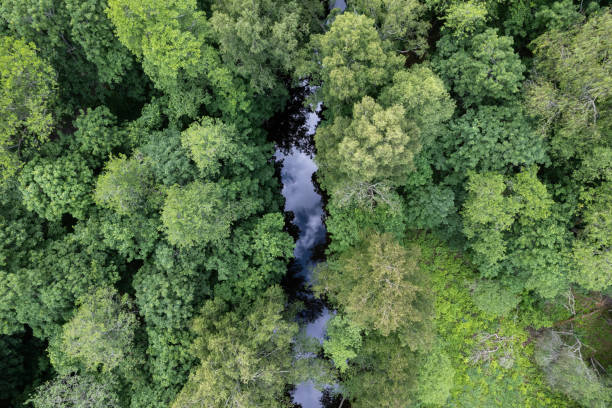 Green forest and a small river seen from above stock photo