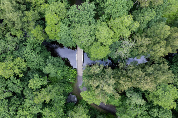 River crossing in a forest seen from above stock photo