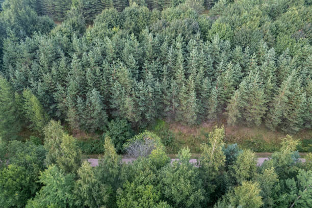 Green forest seen from above stock photo