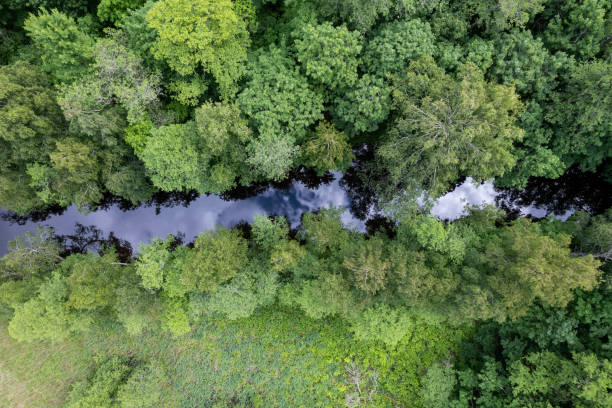 istock Green forest and a small river seen from above 1453335963