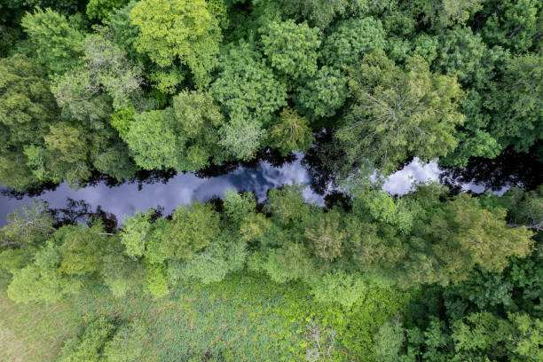 Green forest and a small river seen from above stock photo