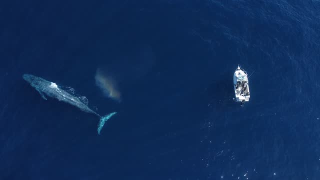 Giant Blue Whale Hangs Out Next To Boat