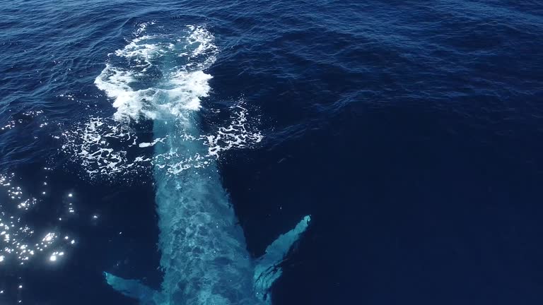 Giant Blue Whale Surfaces Up Close