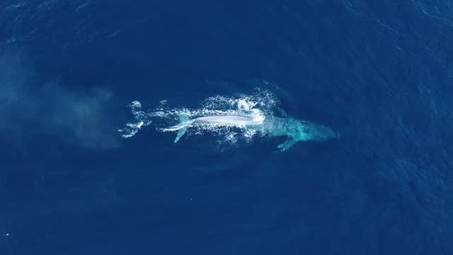 Giant Blue Whale Surfaces San Diego