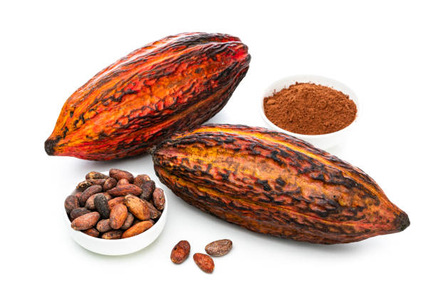istock Two cocoa pods, cocoa powder and beans isolated on white background 1453336137