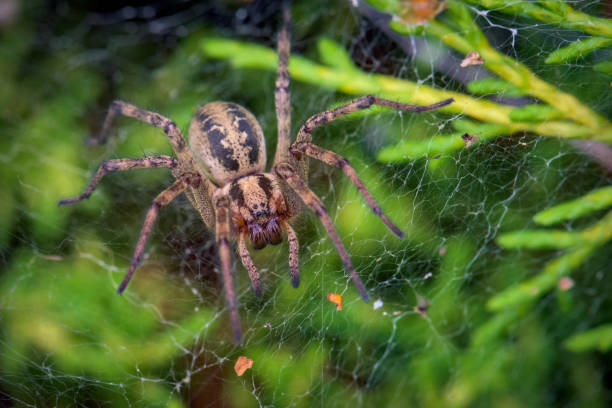 istock Close-up shot of a spider on its cobweb on a blurred background 1453336656