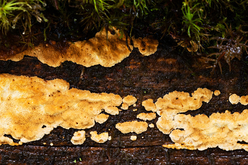 Close-up of fungus Dentipellis fragilis growing on a decaying wood in a boreal forest in Estonia
