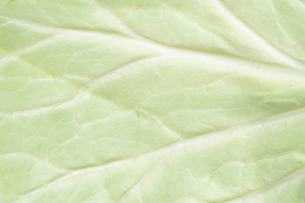 istock Cabbage texture background. A ripe whole cabbage surface. Organic food cabbage skin 1453337272