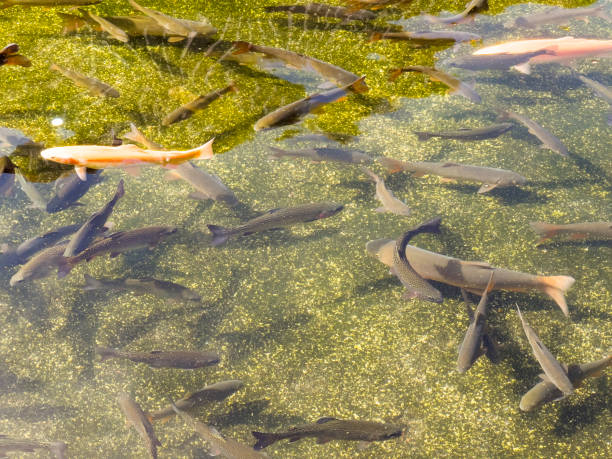 trout swimming in fish farm. garden transparent water pond with rainbow trout fish. fish background - rainbow trout imagens e fotografias de stock