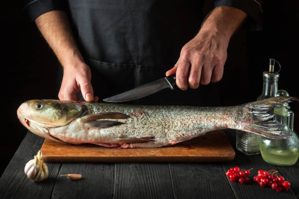 istock The chef prepares silver carp herring in the restaurant kitchen. Preparation for cutting fish with a knife. Work environment on the kitchen table. 1453338560