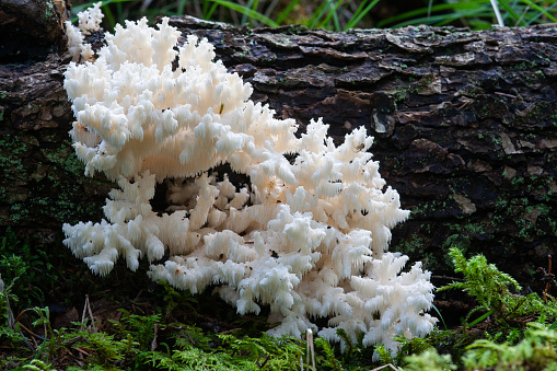 Close-up of a Coral tooth fungus growing on a dead hardwood tree in a boreal forest in Estonia, Northern Europe