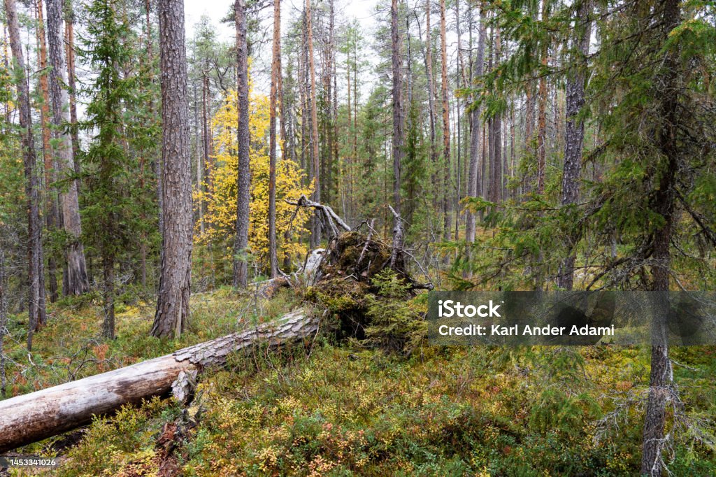 A pristine mixed taiga woodland with deadwood on forest floor on an autumn evening in Oulanka National Park, Finland A pristine mixed taiga woodland with deadwood on forest floor on an autumn evening in Oulanka National Park, Northern Finland Color Image Stock Photo