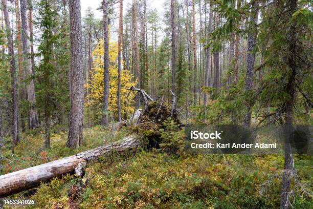 A Pristine Mixed Taiga Woodland With Deadwood On Forest Floor On An Autumn Evening In Oulanka National Park Finland Stock Photo - Download Image Now