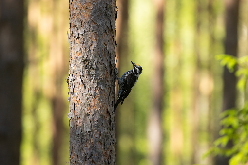 Red Woodpecker on a trunk