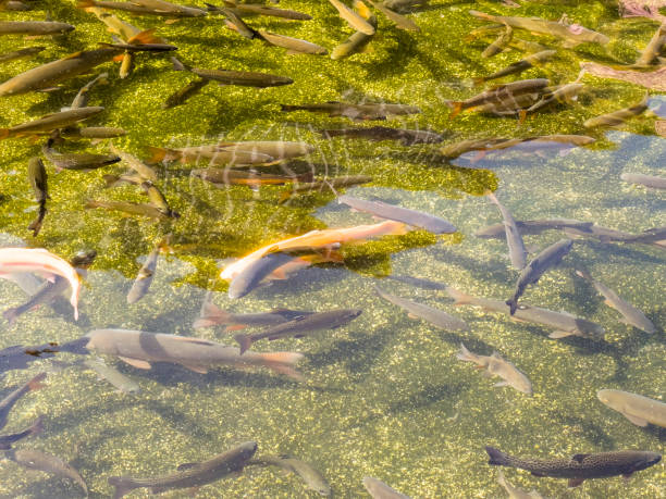 trout swimming in fish farm. garden transparent water pond with rainbow trout fish. fish background - rainbow trout imagens e fotografias de stock