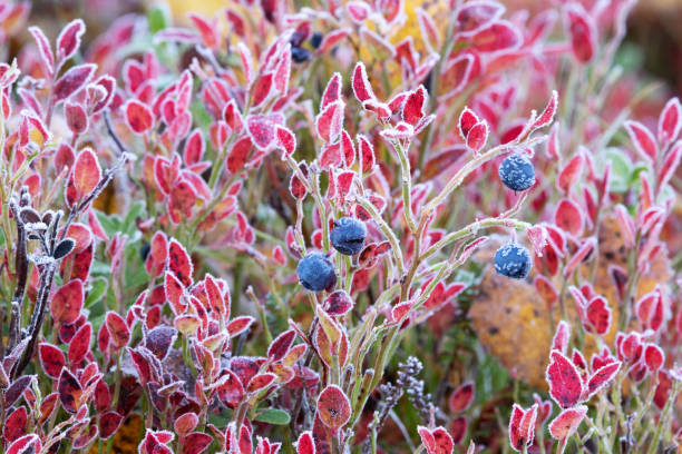 European blueberry with colorful autumn leaves covered with morning frost in Salla National Park, Finland European blueberry with colorful autumn leaves covered with morning frost in Salla National Park, Northern Finland finnish lapland autumn stock pictures, royalty-free photos & images