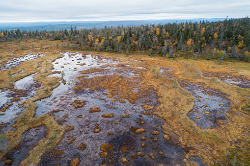 An aerial of an autumnal wetland in Riisitunturi National Park, Northern Finland