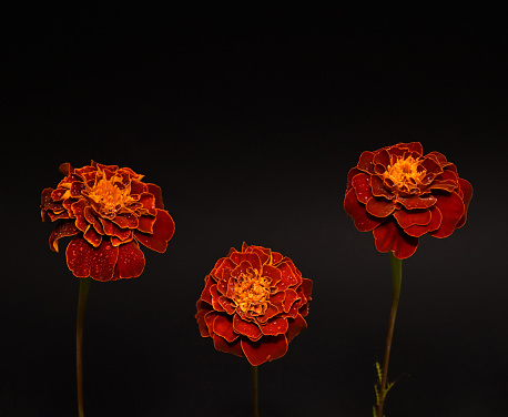 Three bright marigold flowers without leaves on a black background. Water drops on a flowers. Studio shoot.