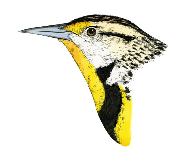 istock Western meadowlark bird head watercolor lithograph 1874 1453345525
