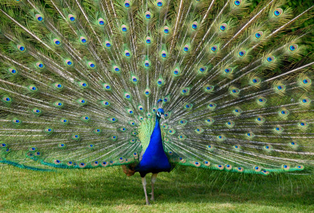 istock A close crop of a peacock spreading his feathers 1453345625