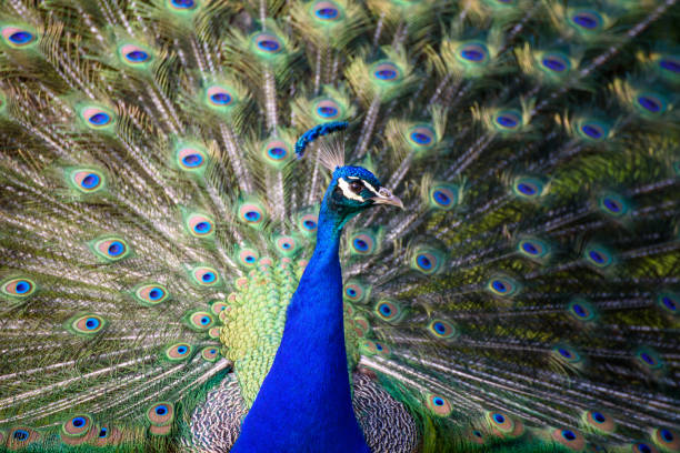 istock A close up of a peacock spreading his feathers 1453345669