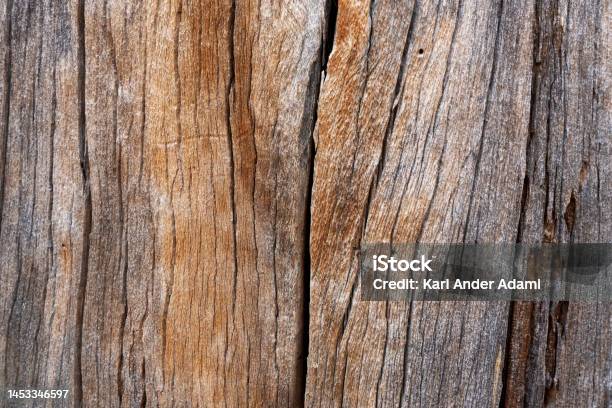 A Pattern Of An Old Dead Pine Tree Trunk In Oulanka National Park Stock Photo - Download Image Now