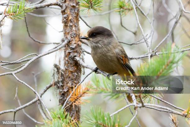 A Closeup Of A Curious Siberian Jay Perched On A Branch In An Old Coniferous Forest In Oulanka National Park Finland Stock Photo - Download Image Now