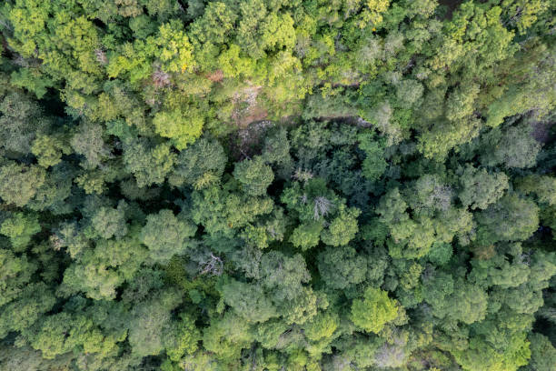 Forested nature seen from above stock photo