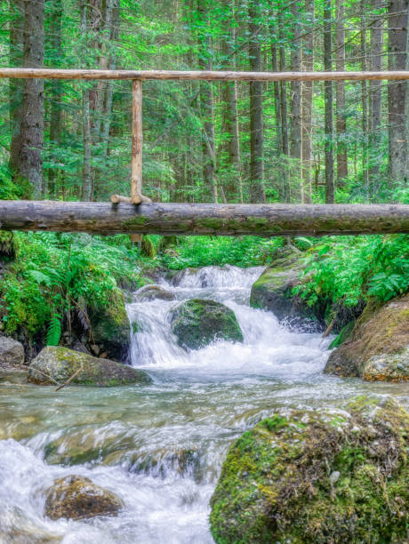 istock Stream flowing smoothly between rocks and green leaves in the forest. 1453346926