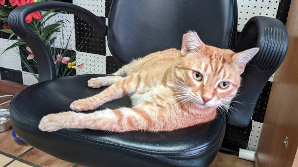 istock A Lone Feline on the Chair 1453347713