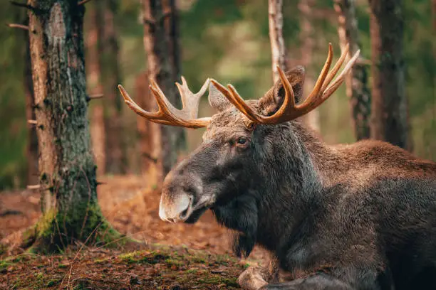 Photo of Moose bull with big antlers close up in forest.