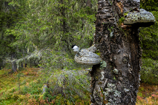 A small Willow tit perched on a large bracket fungi in an old-growth forest in Valtavaara near Kuusamo, Northern Finland