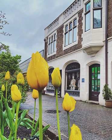 Spring Street Tulips