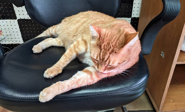 istock A Feline on the Chair 1453348675