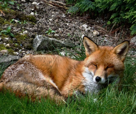 The smiling fox king with closed eyes