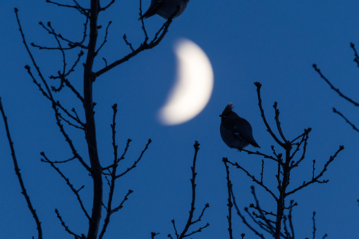 A silhouette of Bohemian waxwings resting during a winter night with a moon in the background in Estonia, Northern Europe