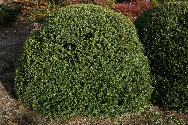 istock Irex crenata ' Convexa ' ( Mametsuge holly ) tree leaves and berries. 1453350720
