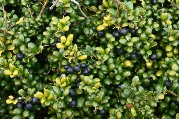 Irex crenata ' Convexa ' ( Mametsuge holly ) tree leaves and berries. Aquifoliaceae evergreen shrub.