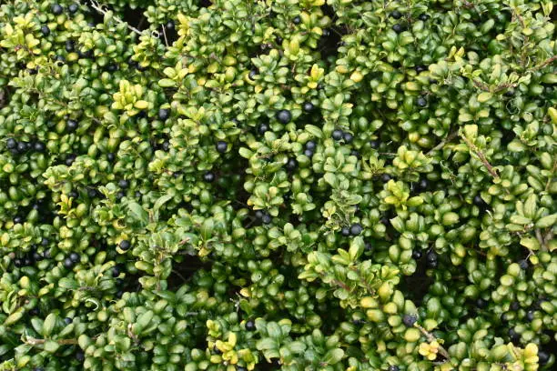 Irex crenata ' Convexa ' ( Mametsuge holly ) tree leaves and berries. Aquifoliaceae evergreen shrub.