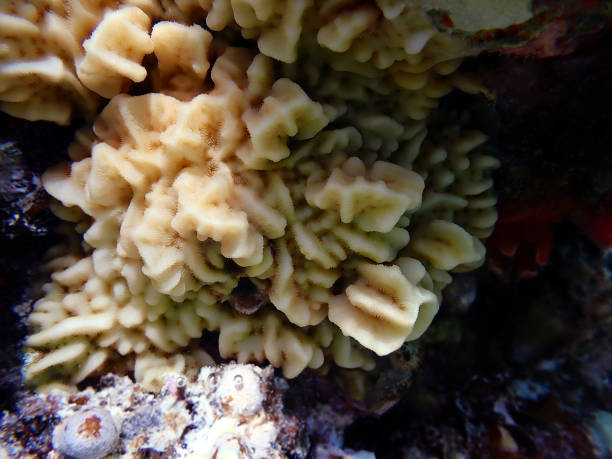 istock Montipora coral polyps photography 1453350769