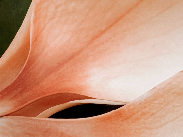 desvanecimiento de pétalos de flores de magnolia - magnolia flower sepia toned flower head fotografías e imágenes de stock