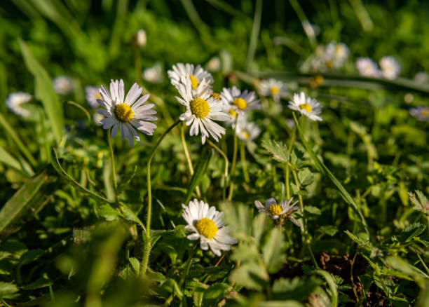 istock Wild white daisies, Marticaria chamomilla 1453352528