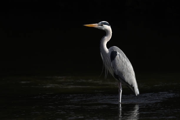 heron bird low key ritratto - gray heron foto e immagini stock